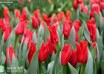 Tulipa Pretty Woman ® (3)